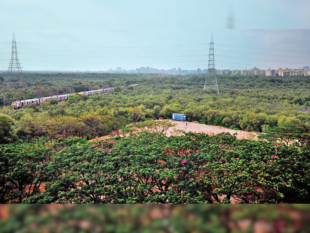 Bombay High Court prohibits destruction of Mangroves, holds state responsible for its protection and preservation