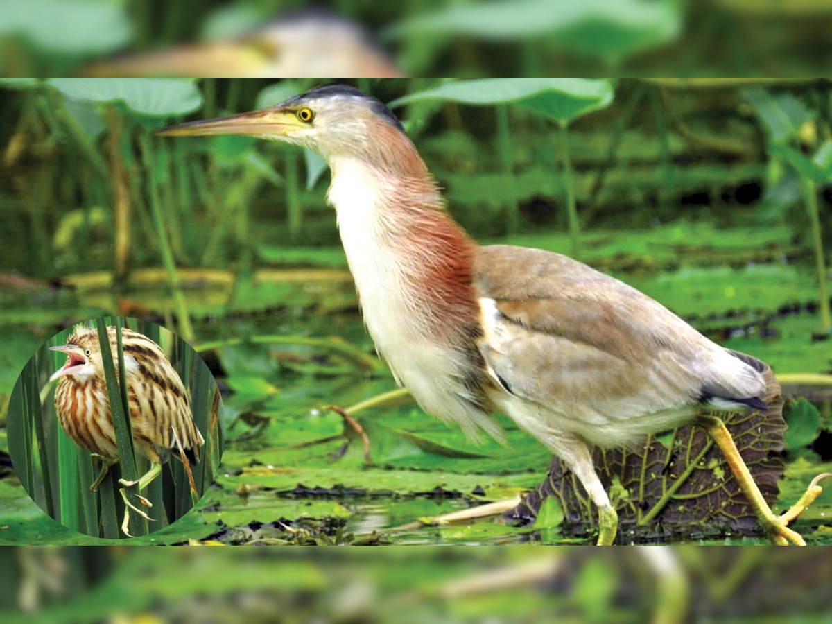 Yellow Bittern spotted in Rajasthan in a rare sight after three decades 