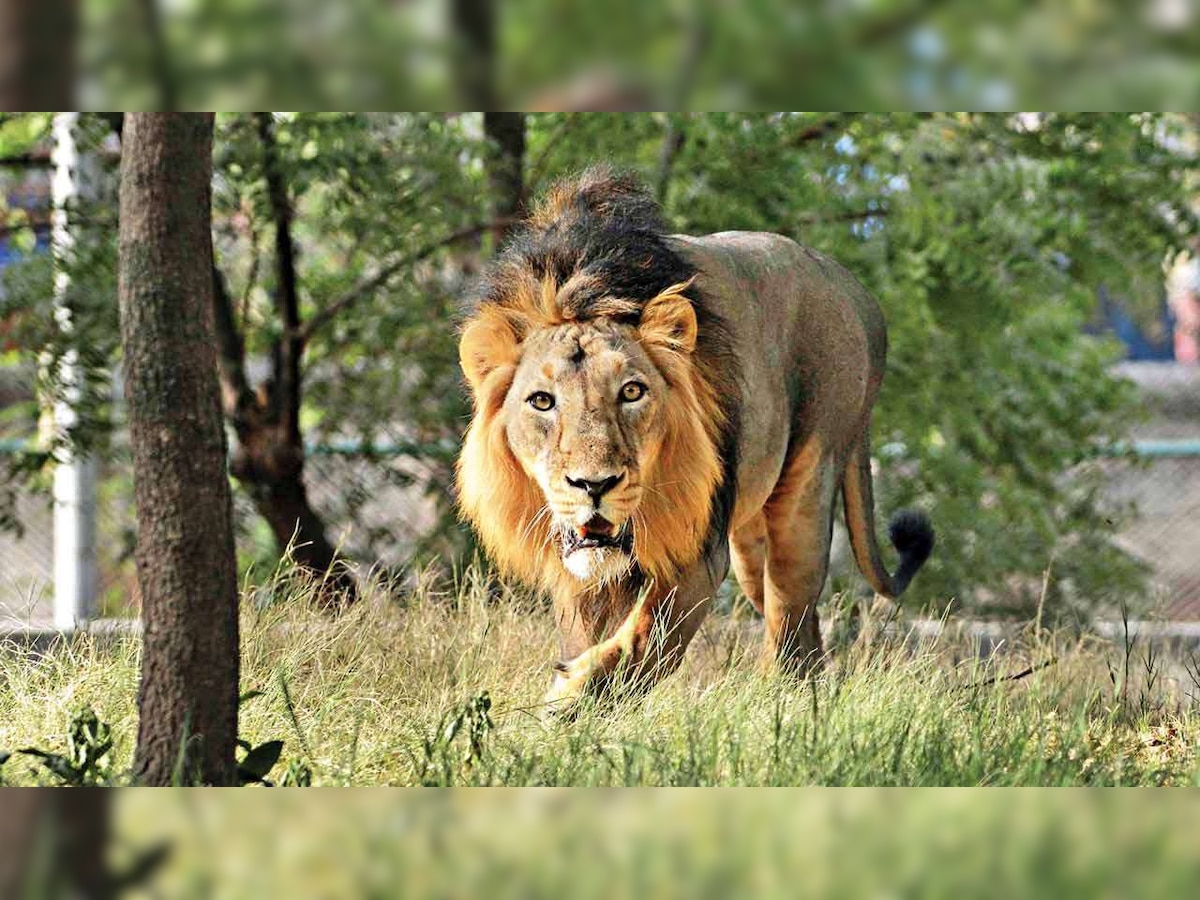 Last home to Asiatic lions, Gujarat's Gir Forest reports death of 21 big cats in one month