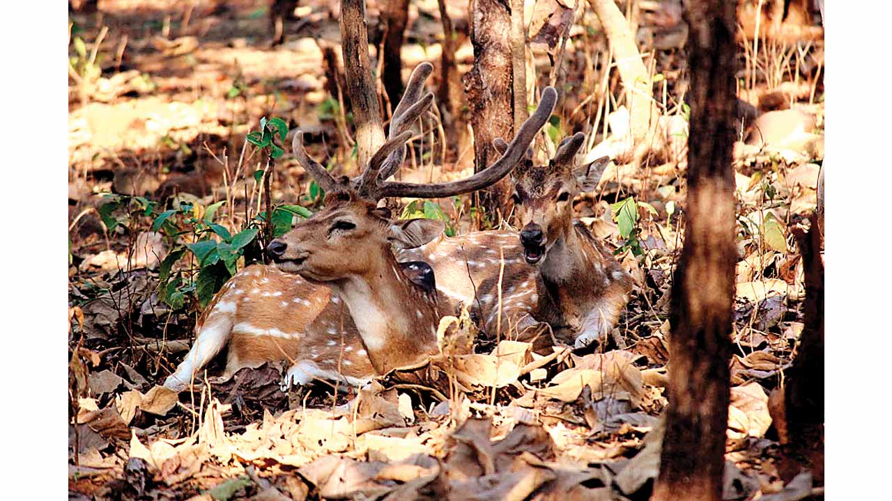 Satmaliya Deer Park