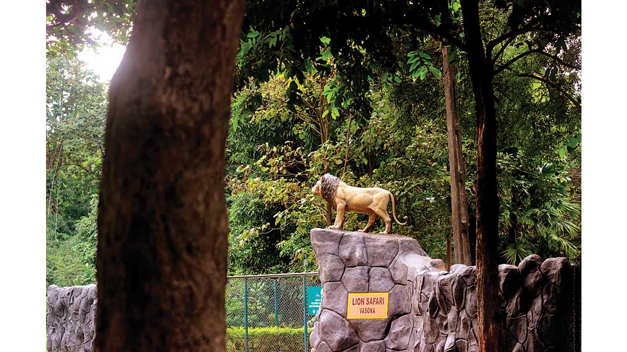 Vasona Lion Safari