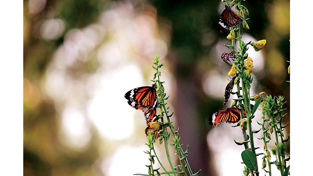 Butterfly Park