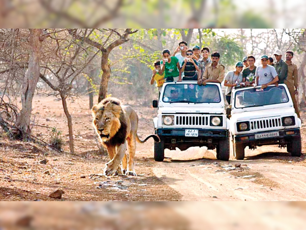 Gujarat government now presses panic button to save lions