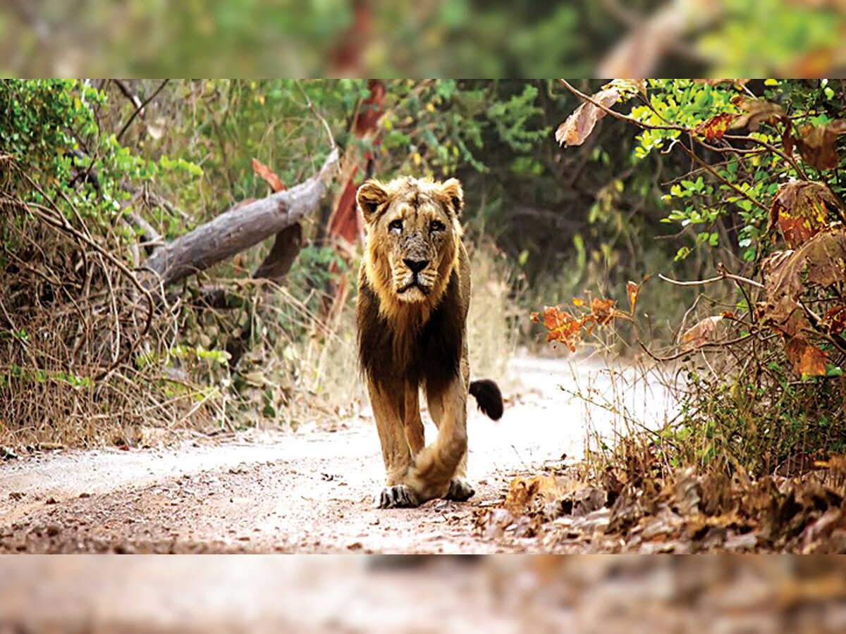 Lion deaths: Conservationists still divided over translocation to Madhya Pradesh