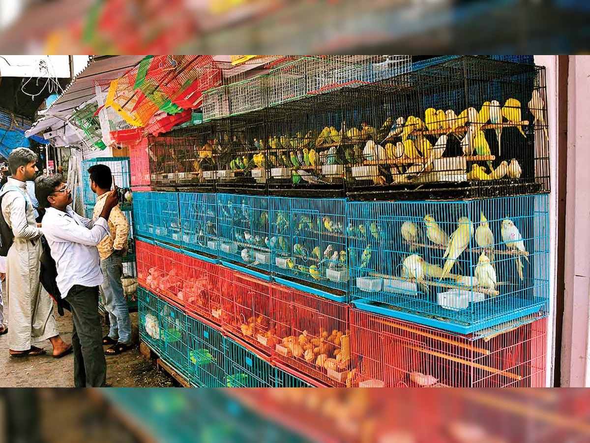 BMC denies charge, says Crawford Market shops have valid permits