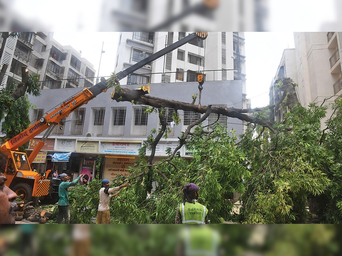 Mumbai: BMC says tree authority was legally constituted