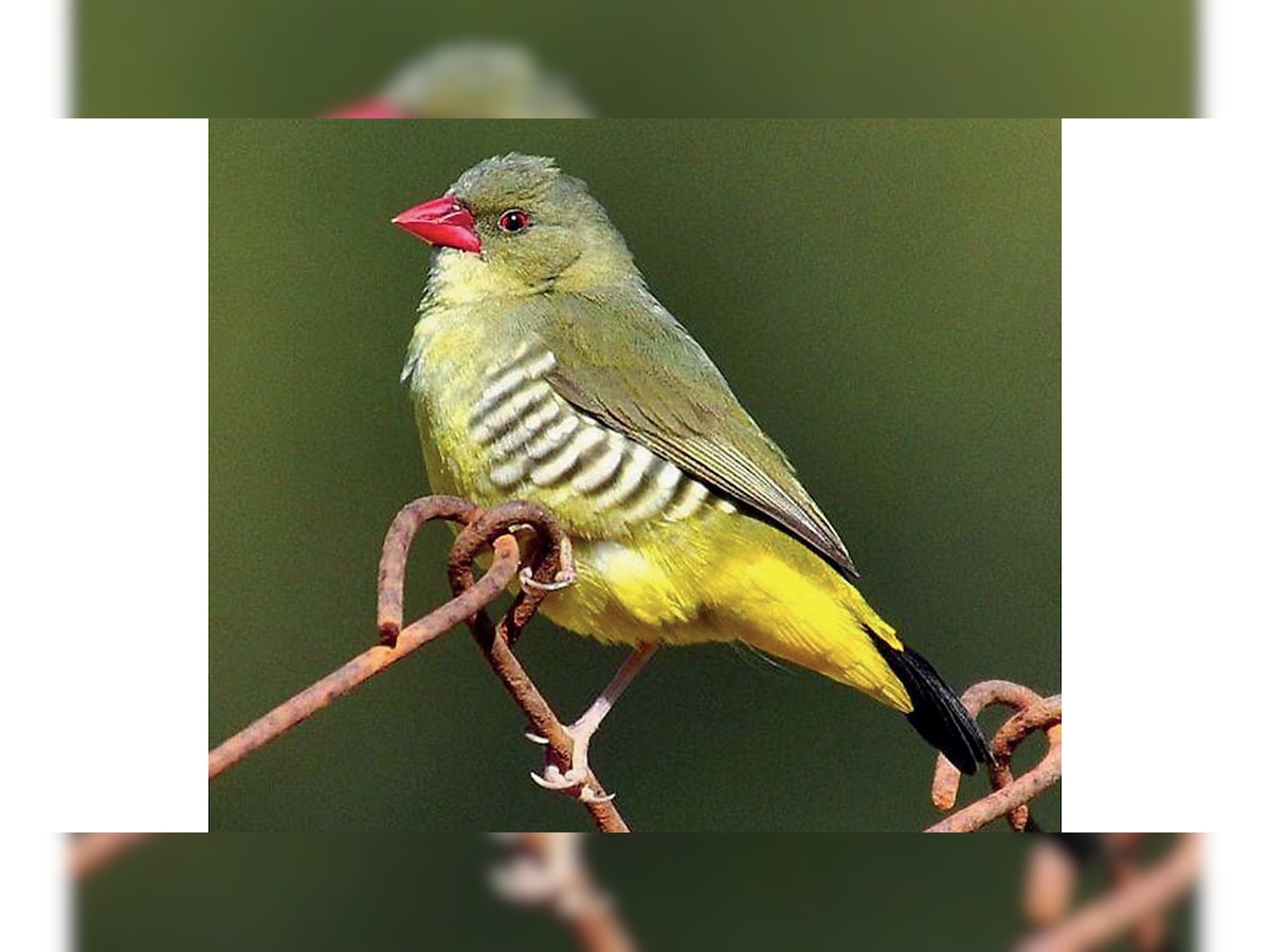 In a first, Green Munia to attract visitors to Mount Abu Sanctuary