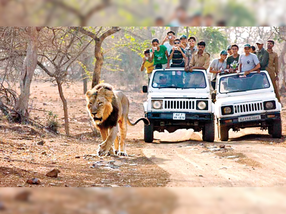 Moving lions to Barda Sanctuary not enough: Experts