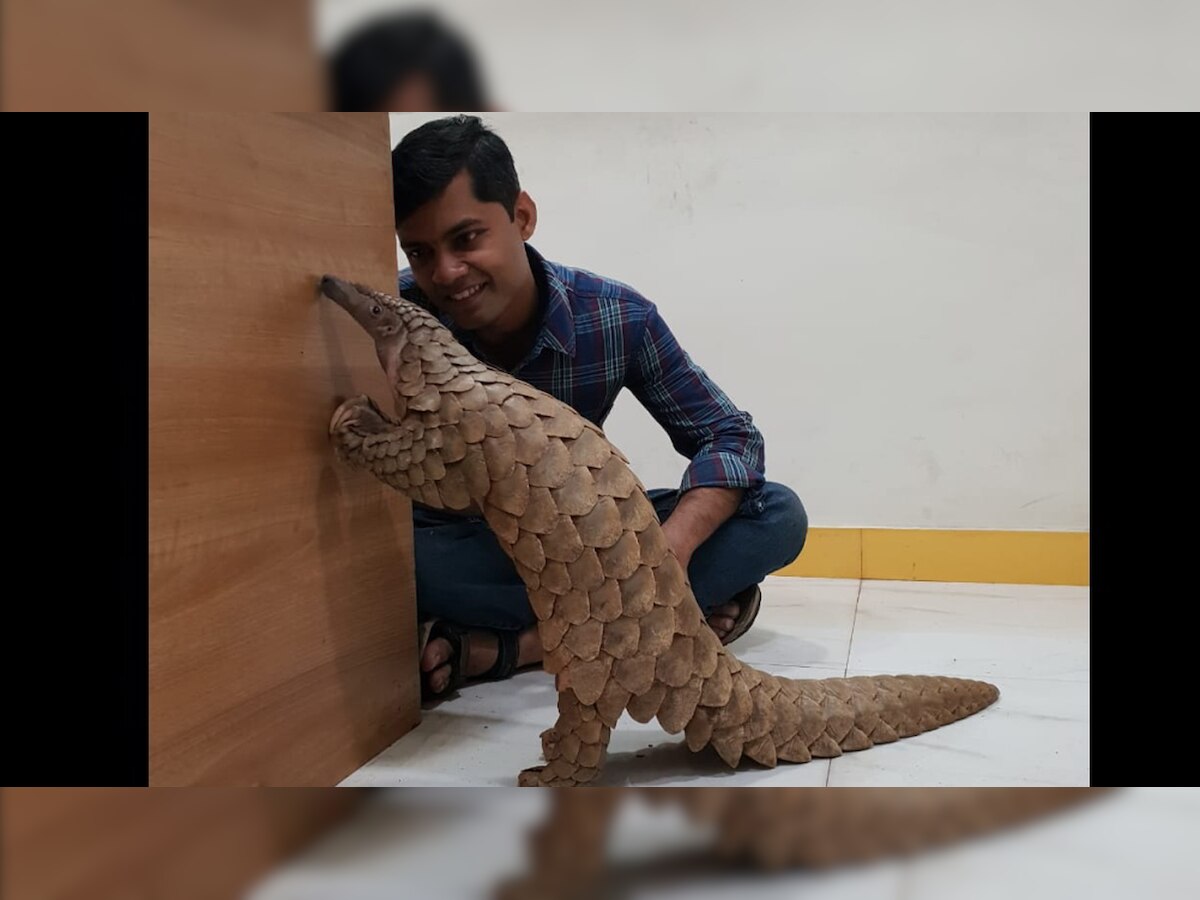 Mumbai: How Thane Crime Branch rescued this adorable pangolin