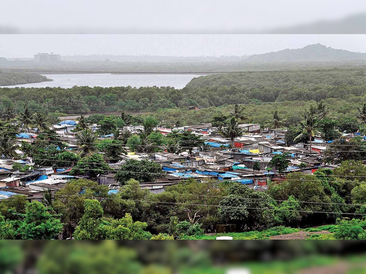 Walk above the mangroves, or sail amidst them