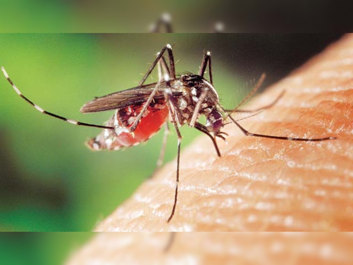 Dengue cases rise, 110 in just a week in Ahmedabad