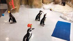 Slide and 'jump': Penguins having a gala time with new toys at Byculla zoo