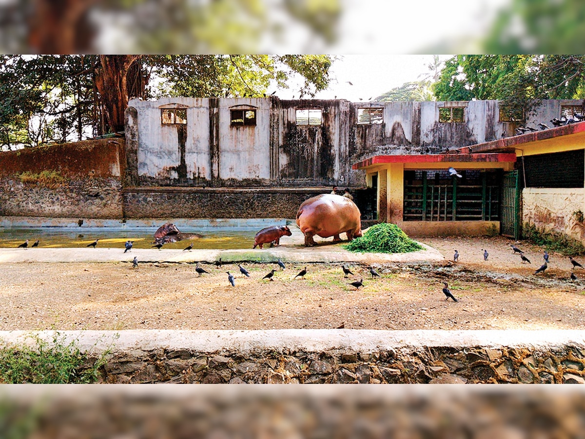 Cramped hippo enclosure worries Byculla zoo visitors