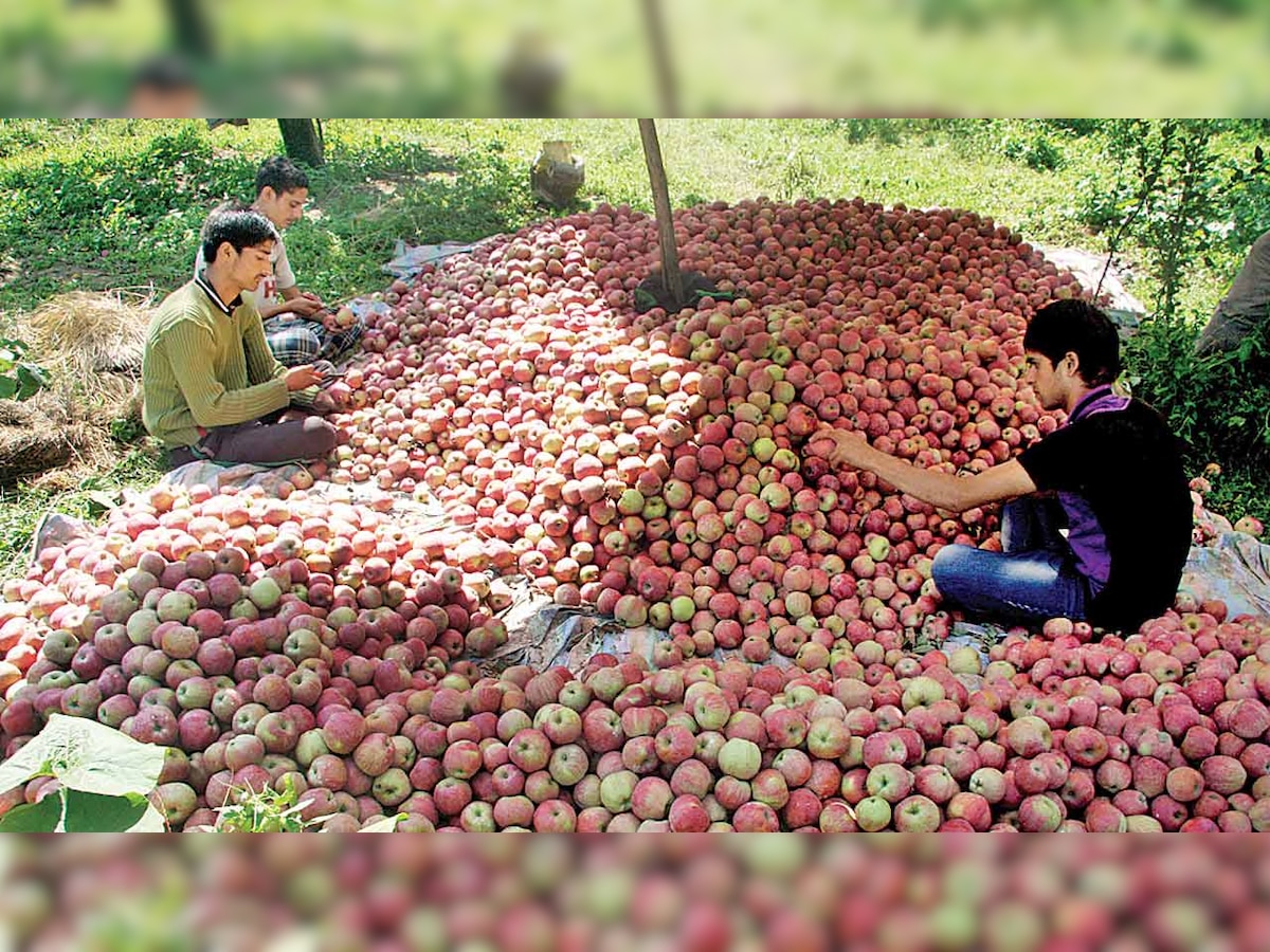 Kashmiri apples, now infused with a touch of Europe