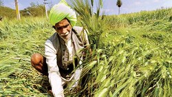 Purchase of agricultural produces at MSP starts in Gujarat