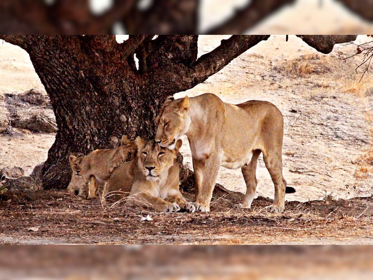 Gir sanctuary lions screened: Gujarat government