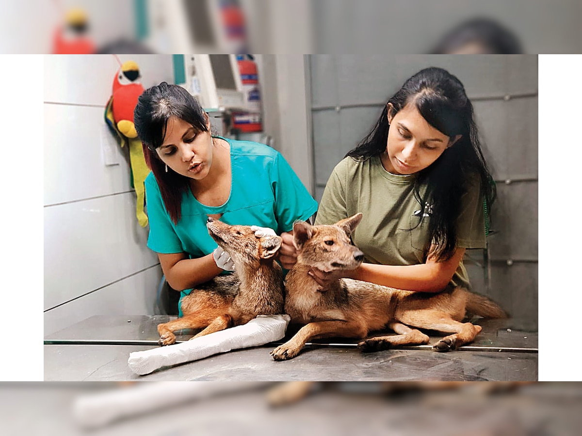 Mumbai: In 12 hrs, wildlife body rescues two dehydrated & injured jackals
