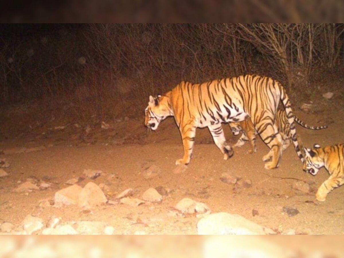 Avni has lost battle against most dangerous species: Twitter outrages over tigress' 'murder'