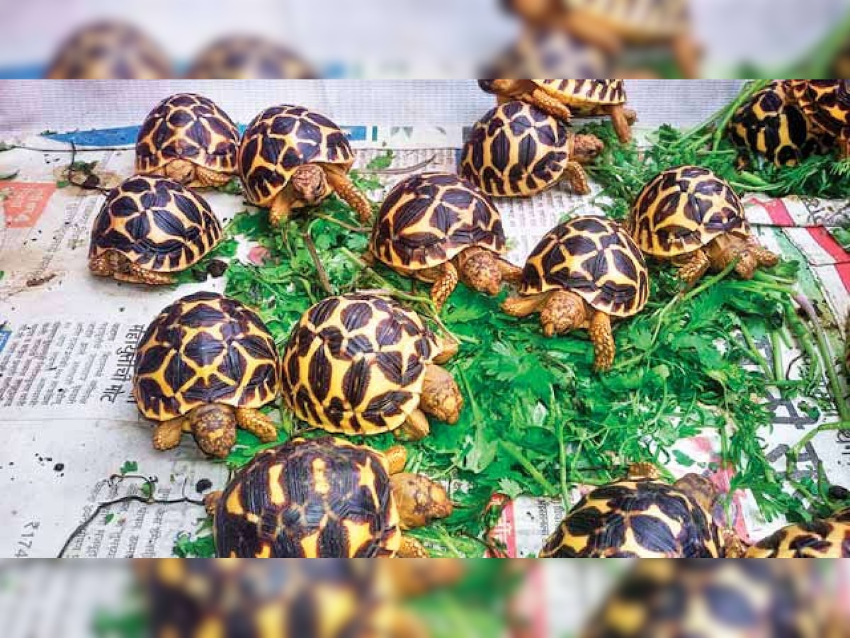 Education, enforcement key to curbing star tortoise trade