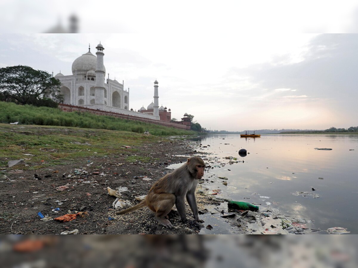 Monkey menace continues in Agra, 58-year-old woman dies in simian attack