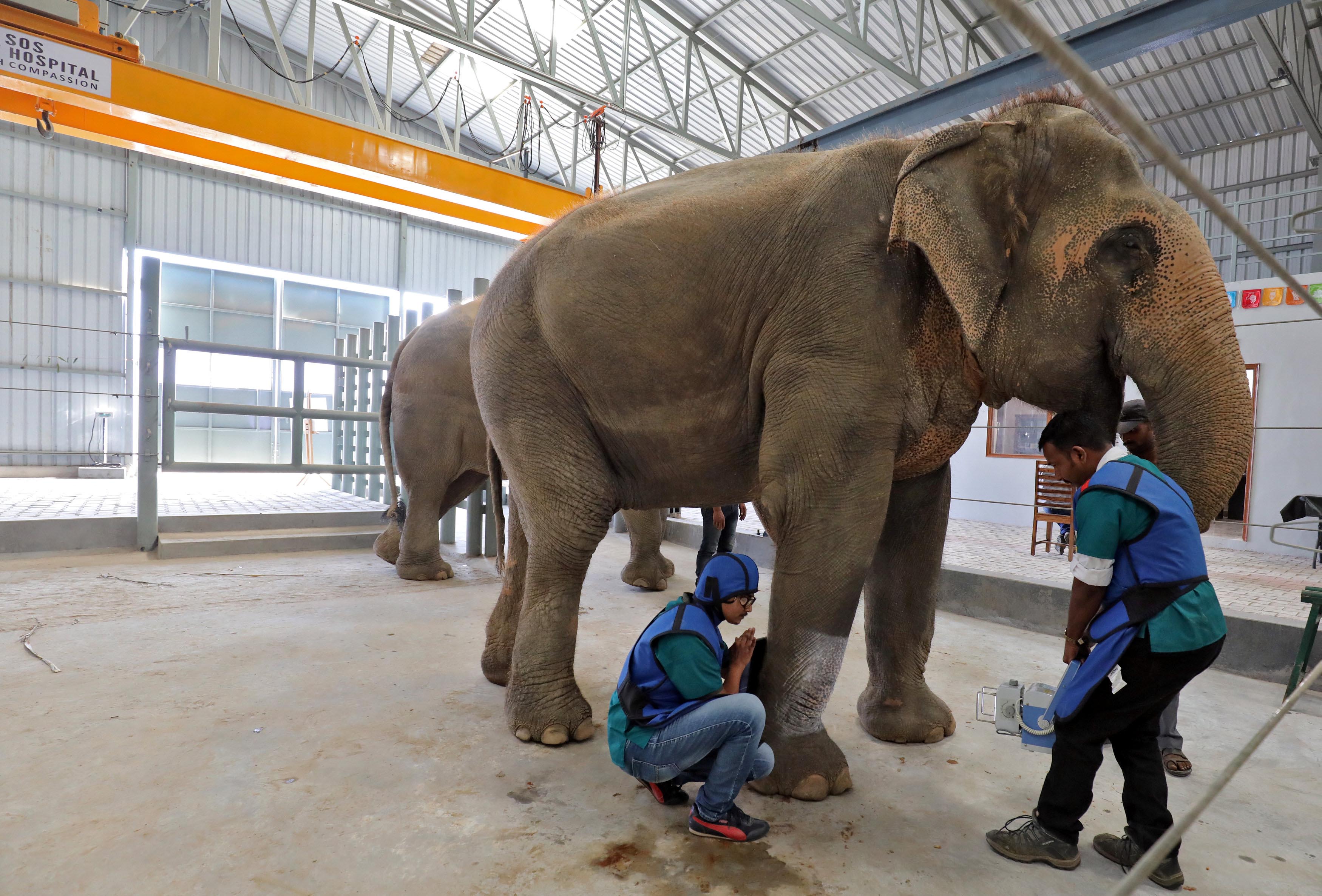 In Pics: In Mathura, a first-of-its kind hospital only for elephants