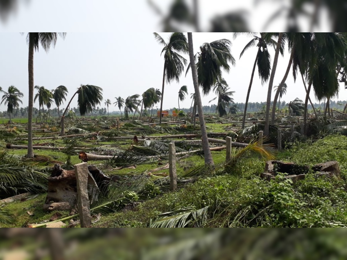 Cyclone Gaja: Our lives uprooted with trees, will take 25 years to recover, say devastated coconut farmers in Tamil Nadu