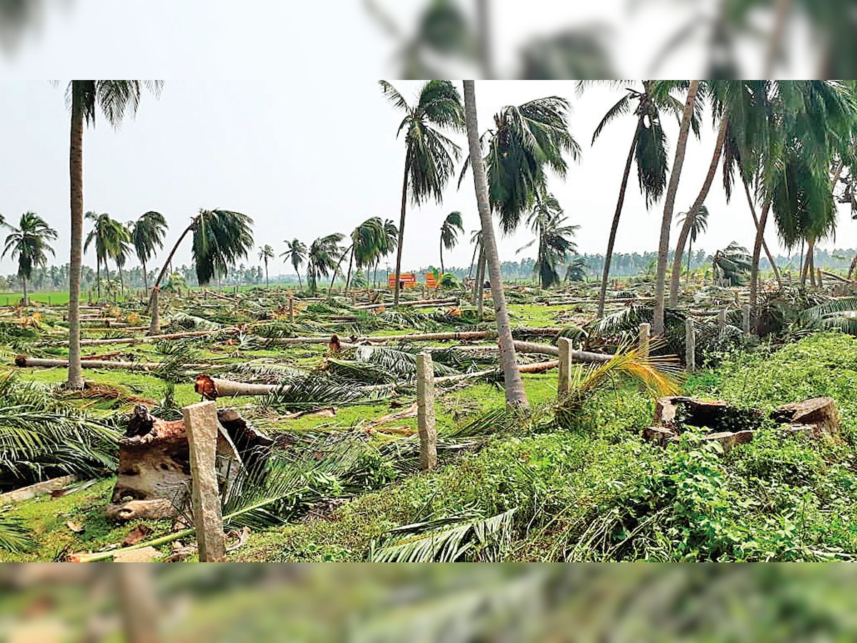 Cyclone Gaja set us back by 25 years, say Tamil Nadu’s coconut farmers