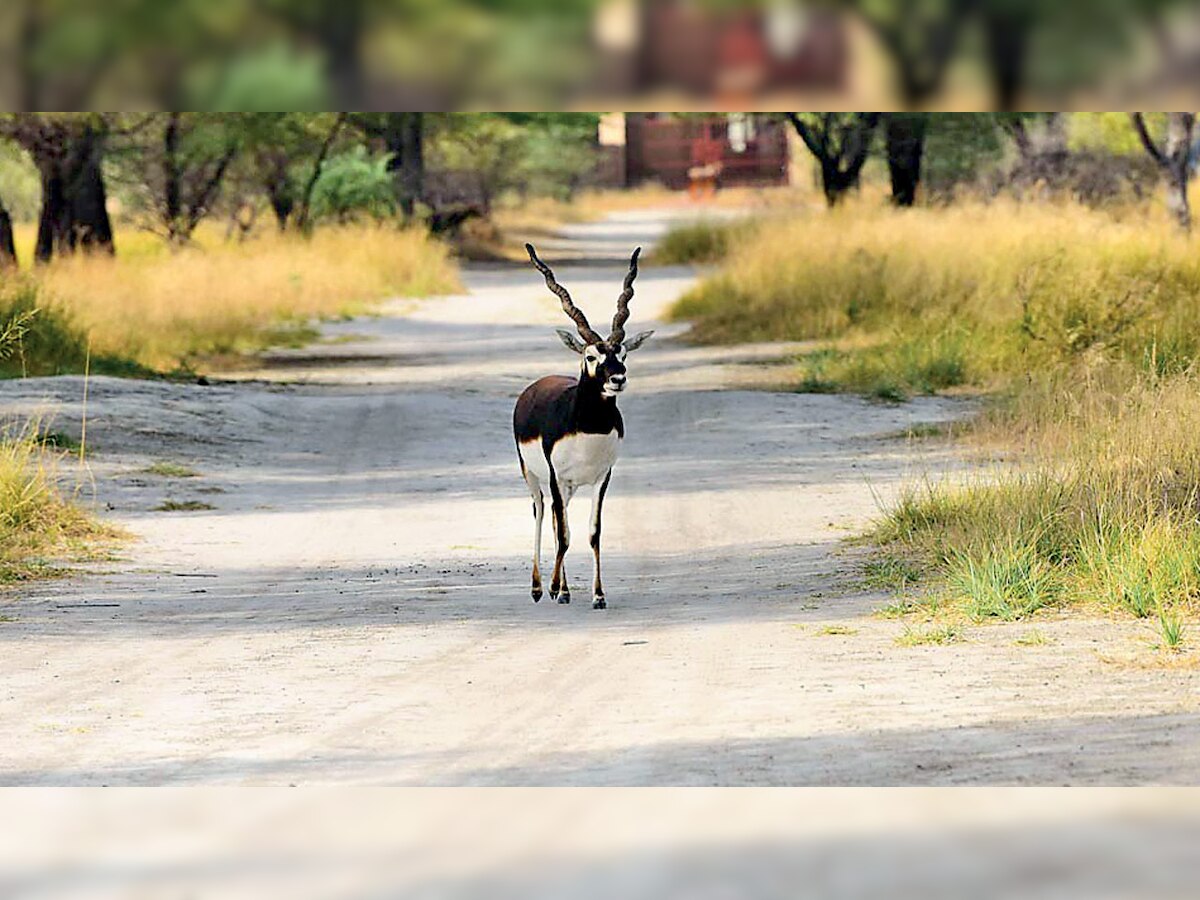 Rajasthan: Tal Chhapar black bucks wait for newer pastures