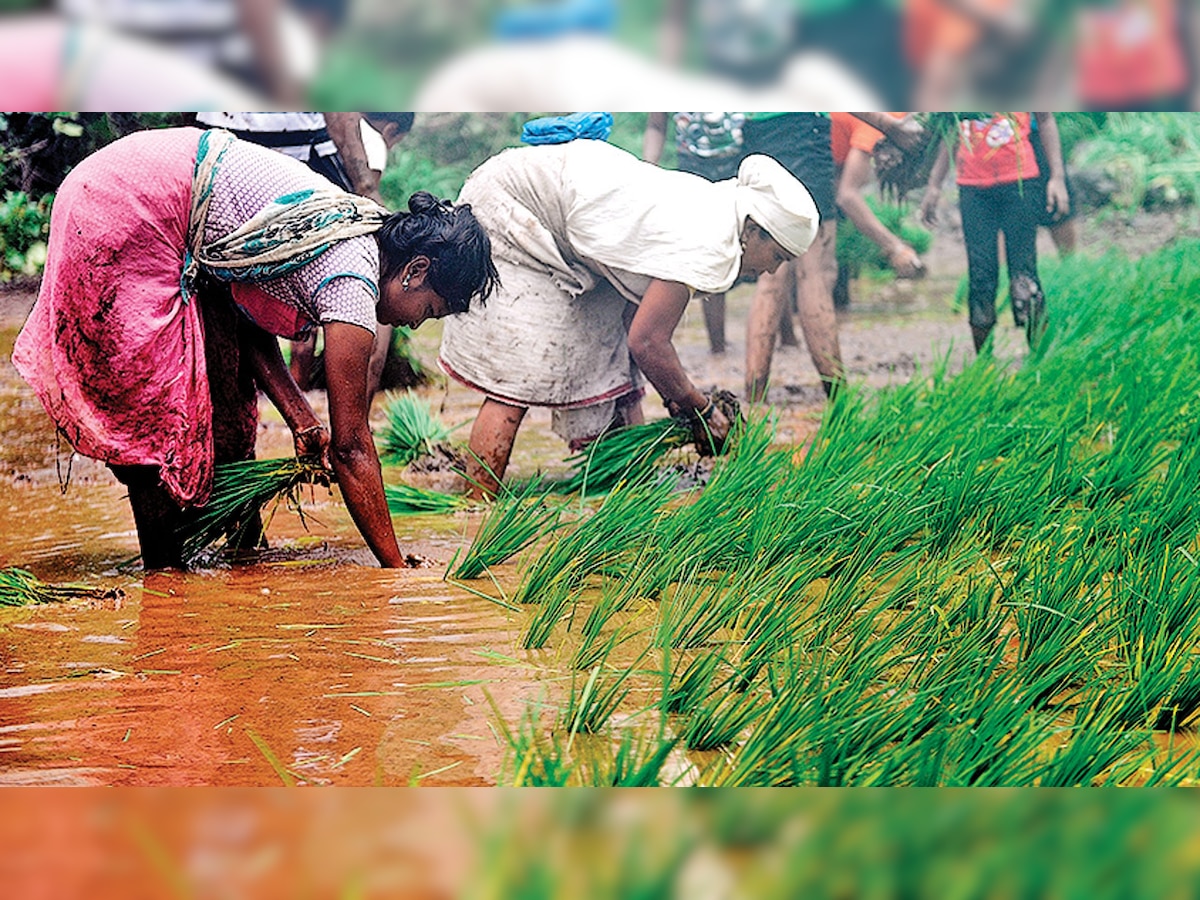 Maharashtra: Next time check before you buy Wada Kolam rice