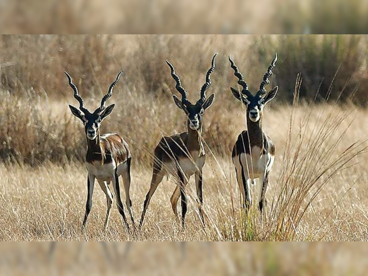 Six black bucks found dead in Sayaji Baug zoo in Vadodara