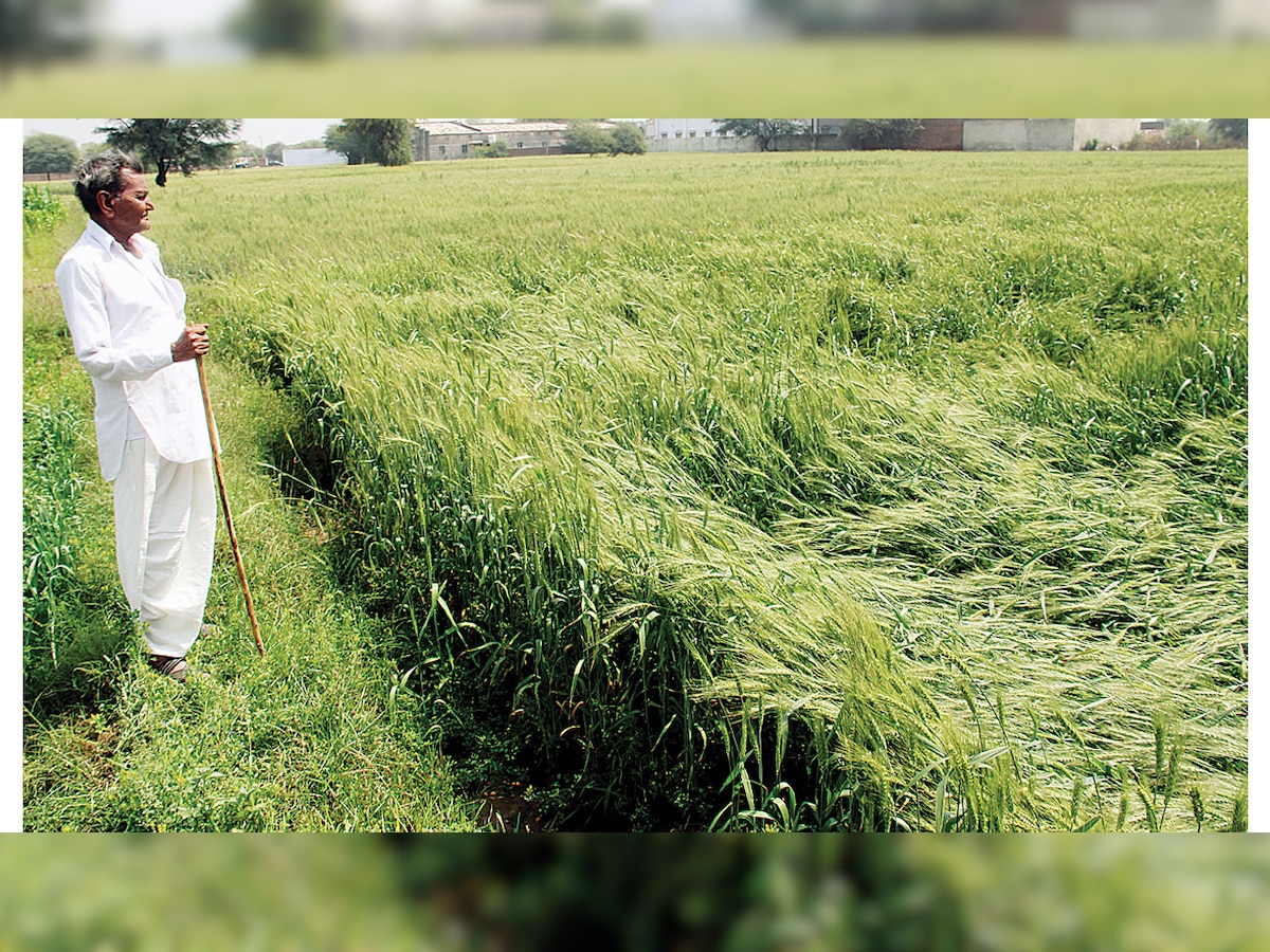 Gujarat: Rabi sowing declines for 17 out of 20 crops