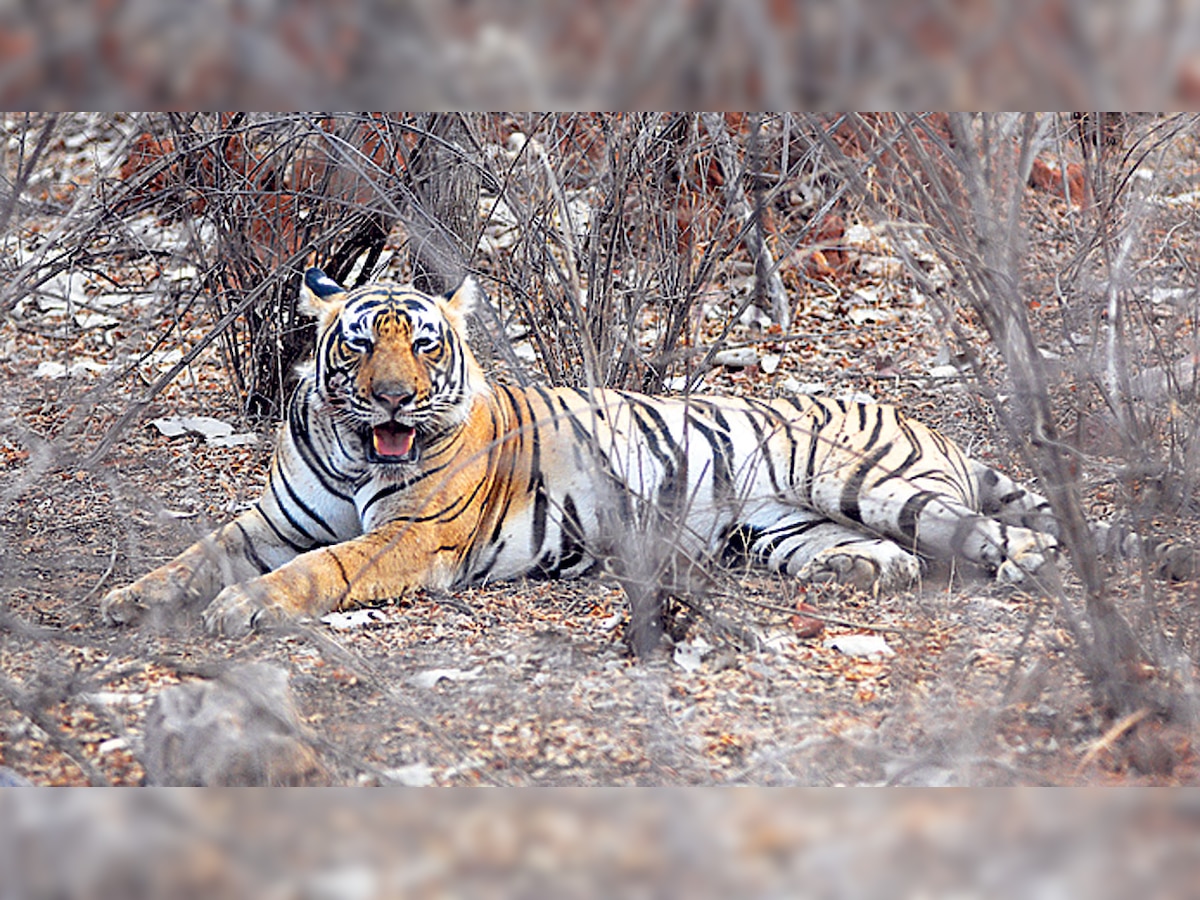 Now, female tigers can be relocated to Mukundra Tiger Hills Reserve