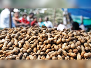Expedite groundnut procurement, farmers tell Gujarat government