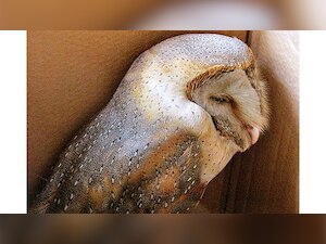 Barn owl gets entangled in manjha, rescued in West Delhi