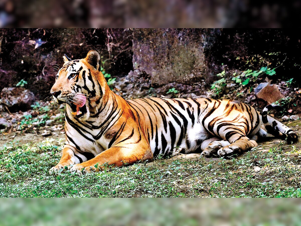 Maharashtra forest department finds proof of tiger poaching in Melghat reserve