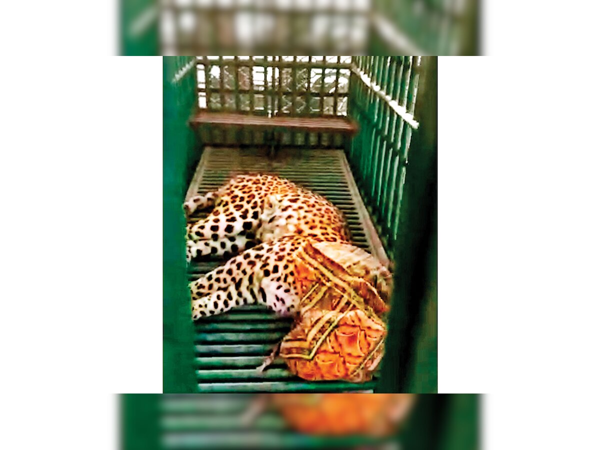 Wild justice: Leopard enters court in Chotila