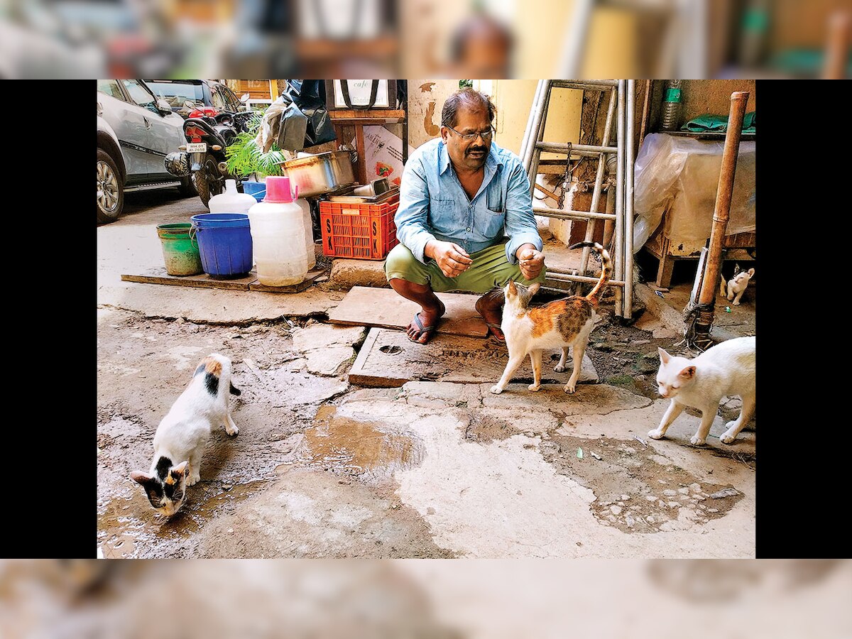 Tempo driver by day; this Mumbaikar shares his 'home' with 20 cats