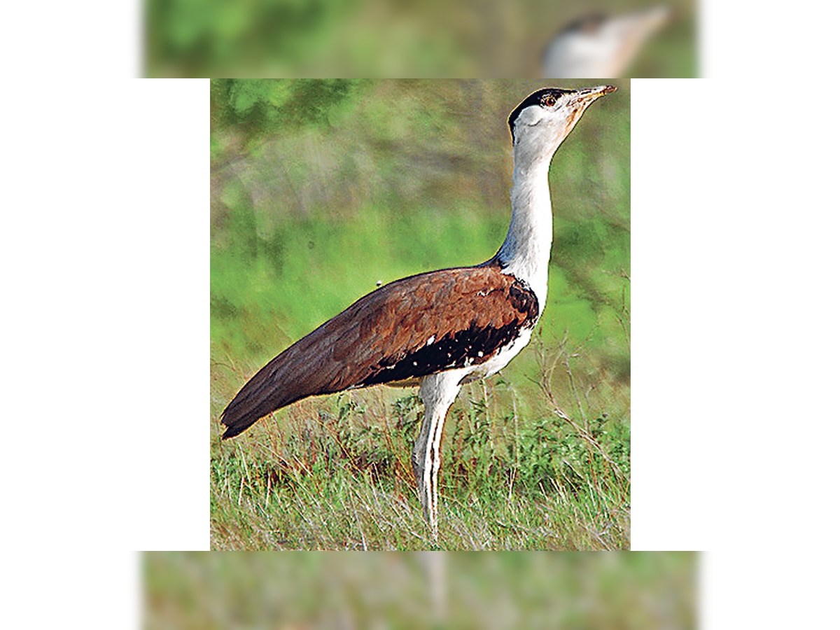 Bustards 'shocked' to extinction in Rajasthan