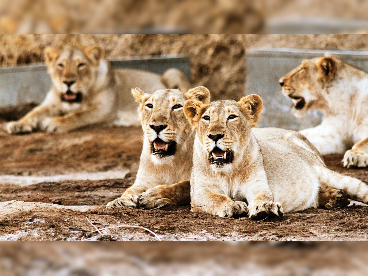 Three Asiatic lions run over by goods train in Gujarat