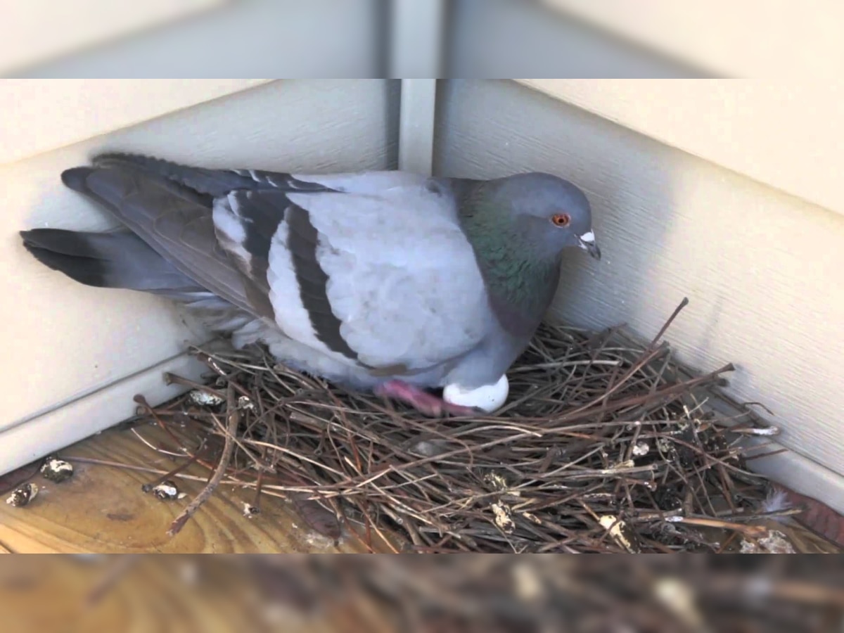 Falling from the cuckoo's nest: Pune man plummets to death after eating pigeon eggs