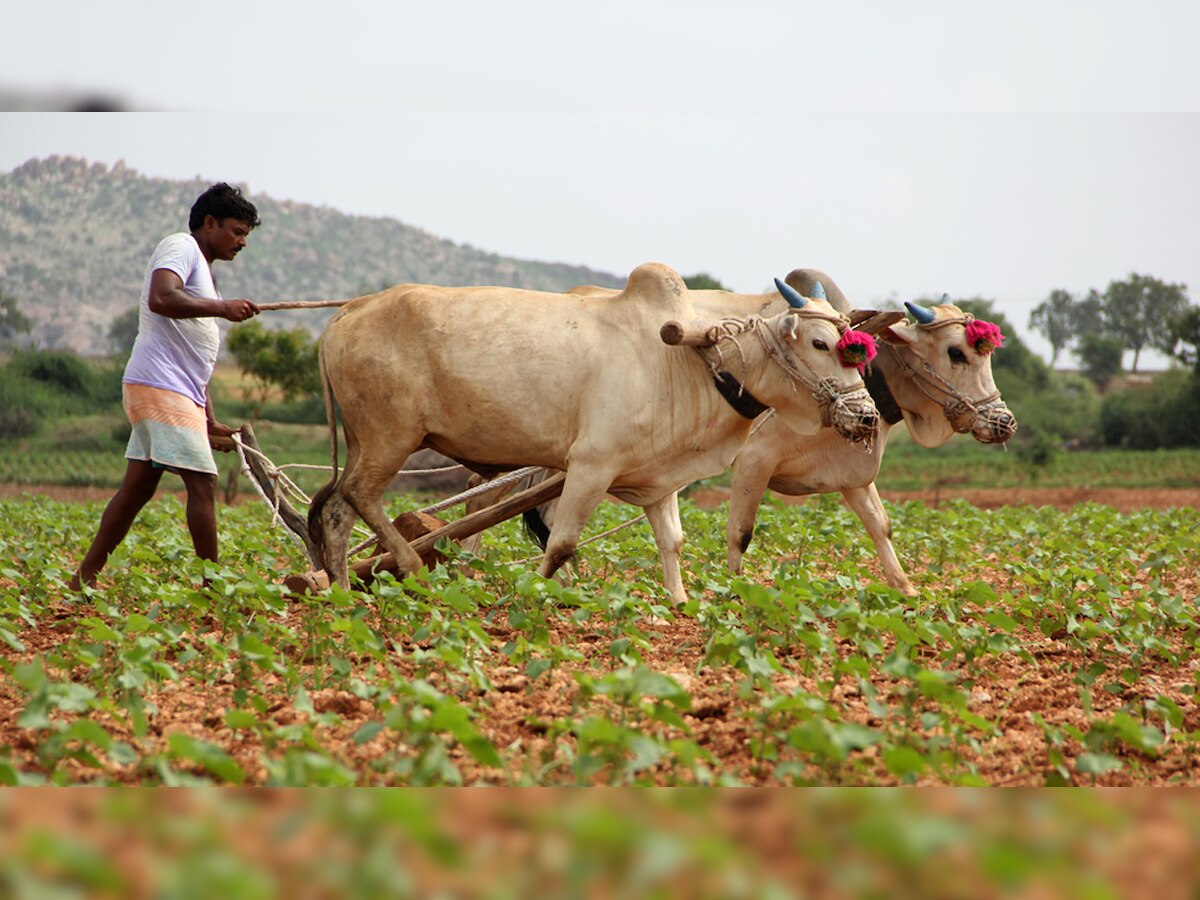 Rajasthan: Congress delivers BJP promise, frees farmers