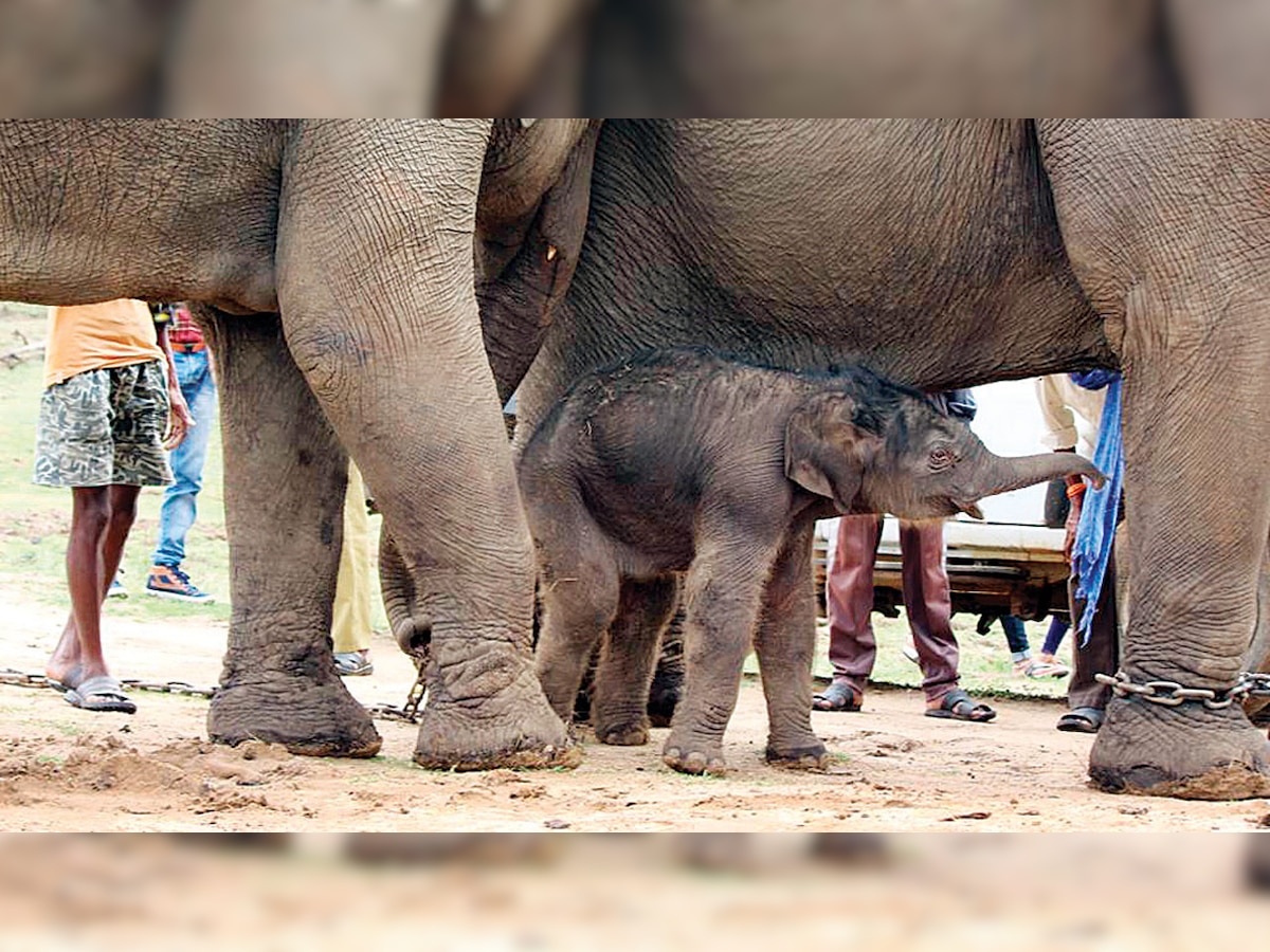 Maharashtra forest department's elephant camp welcomes its newest resident, Saee