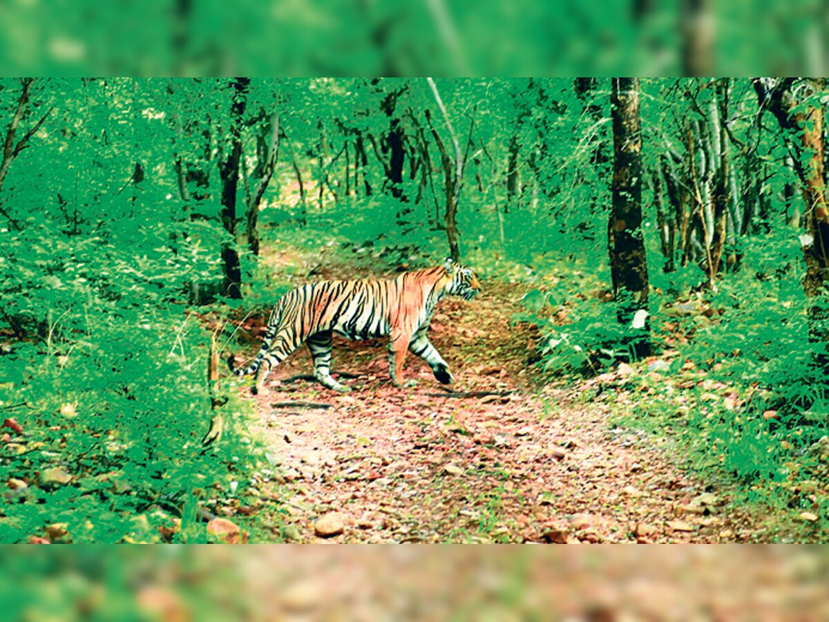 Mukundra Hills Tiger Reserve to get another tigress, no plans for Sariska