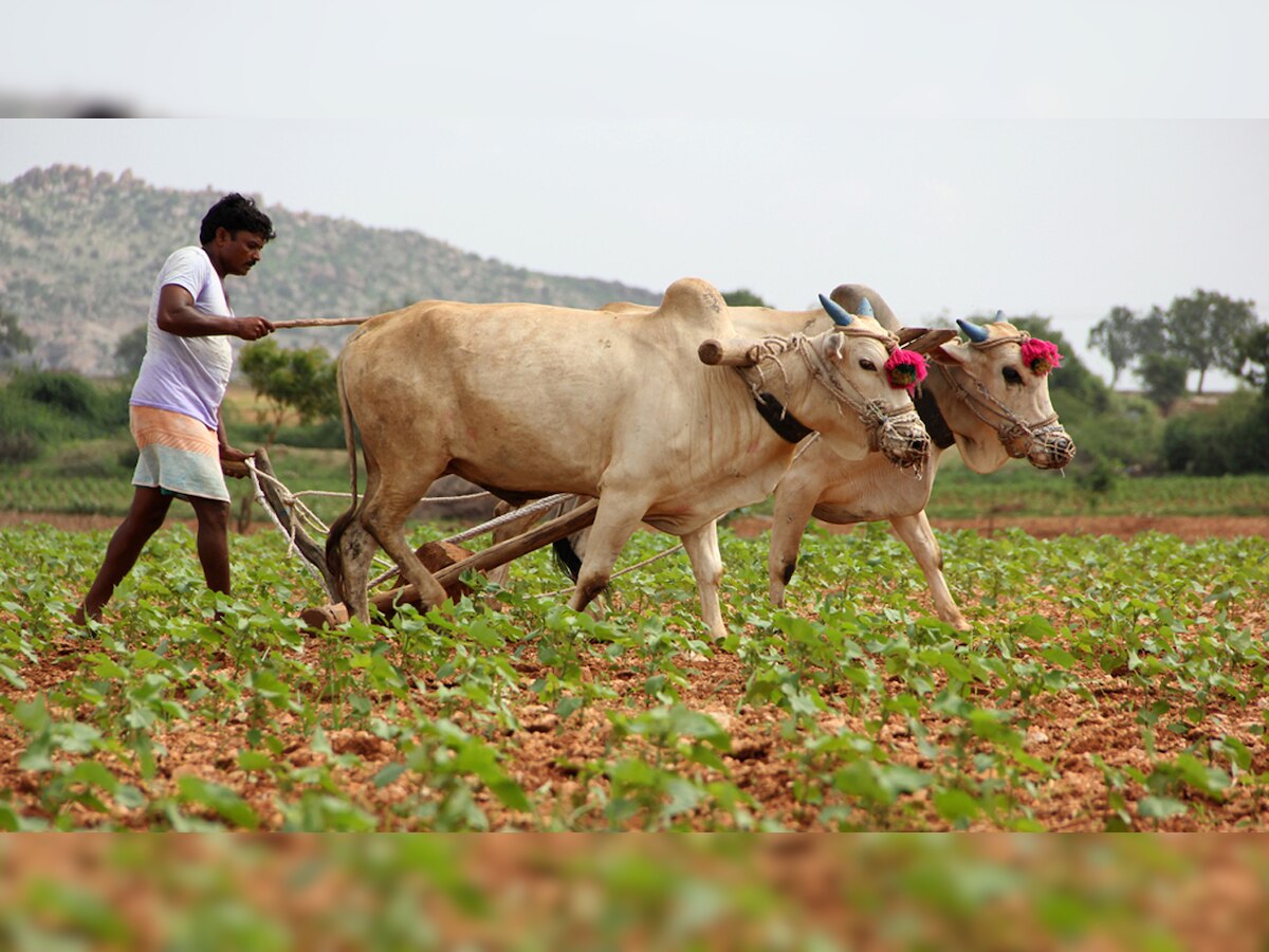 Rajasthan farmers unlikely to see loan waivers till after polls