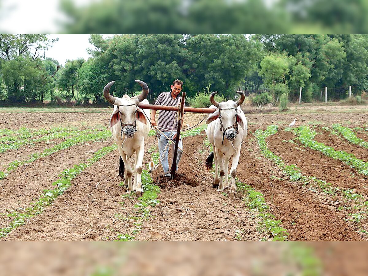 After waving off loans, CM Ashok Gehlot focuses on urea availability