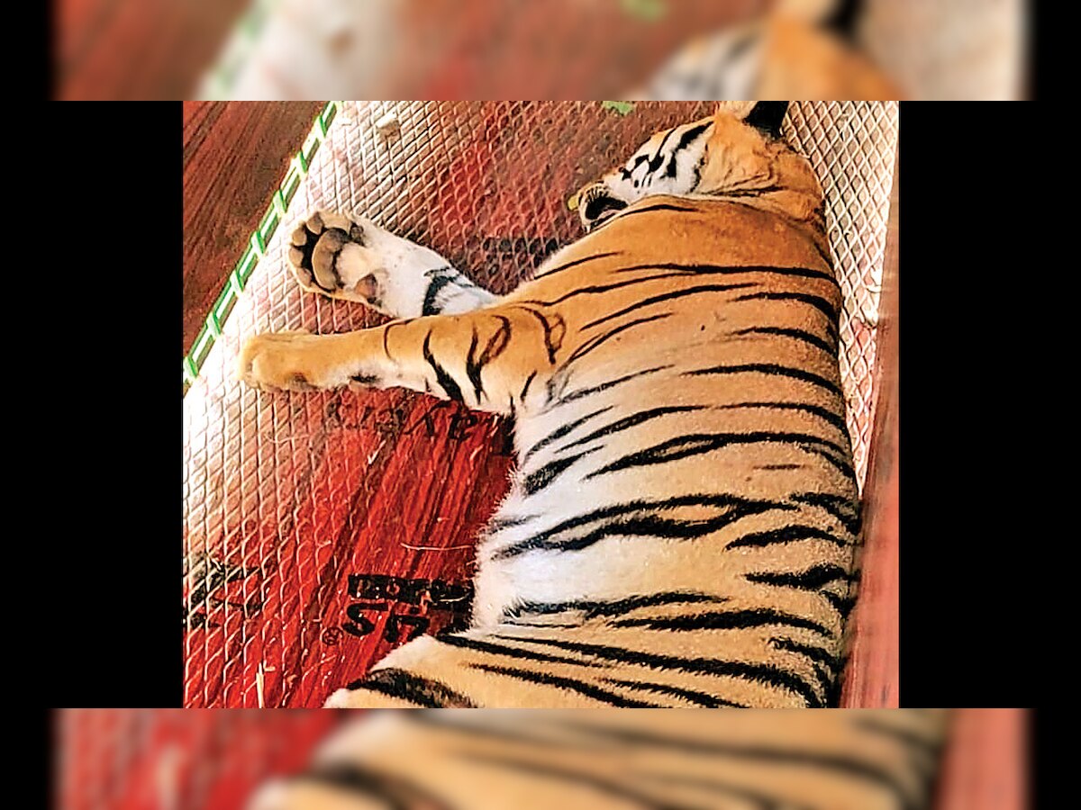 One of Avni's cubs rescued, taken to Pench reserve in Madhya Pradesh