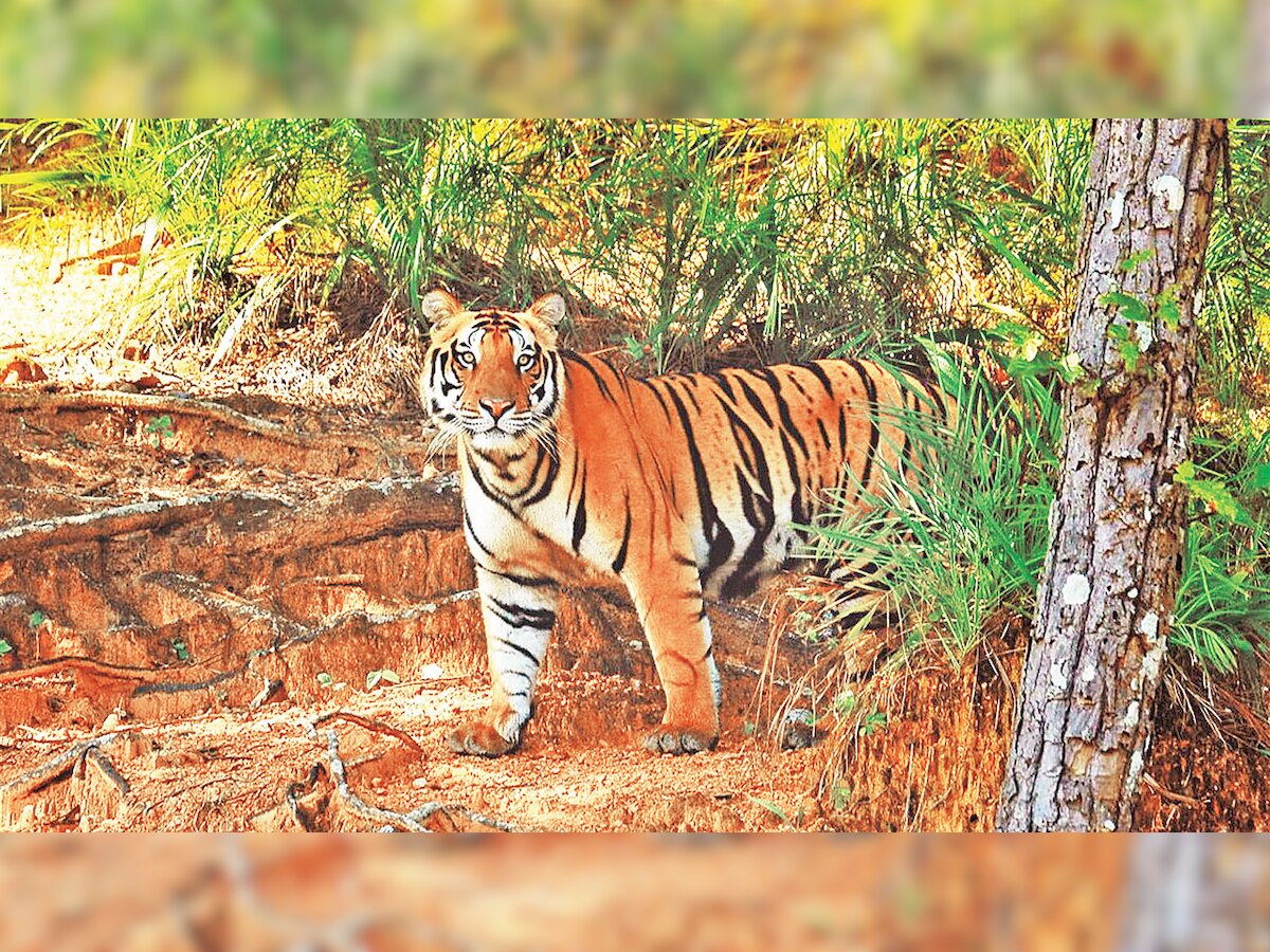 Madhya Pradesh-Odisha tiger translocation project kept in abeyance: Govt