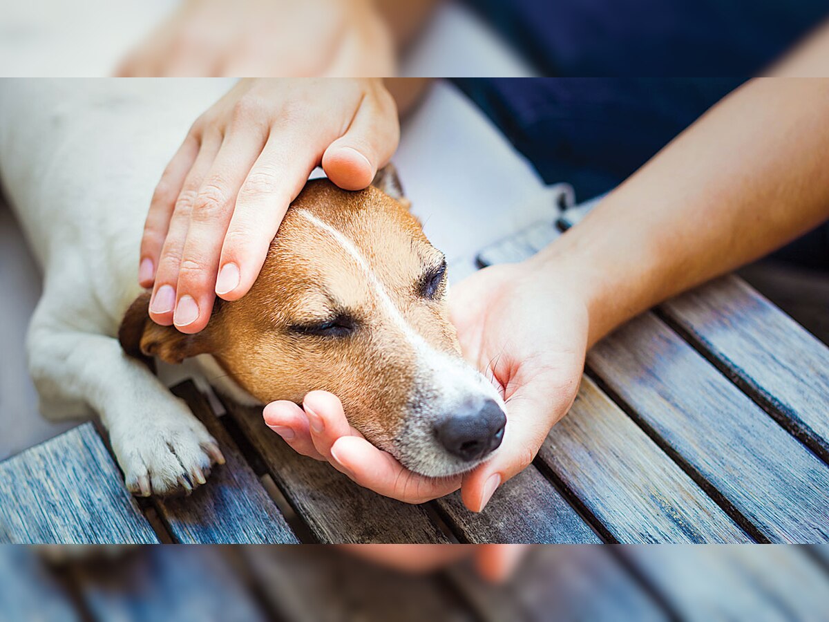 Manipur dog owners panic over spread of deadly air-borne virus