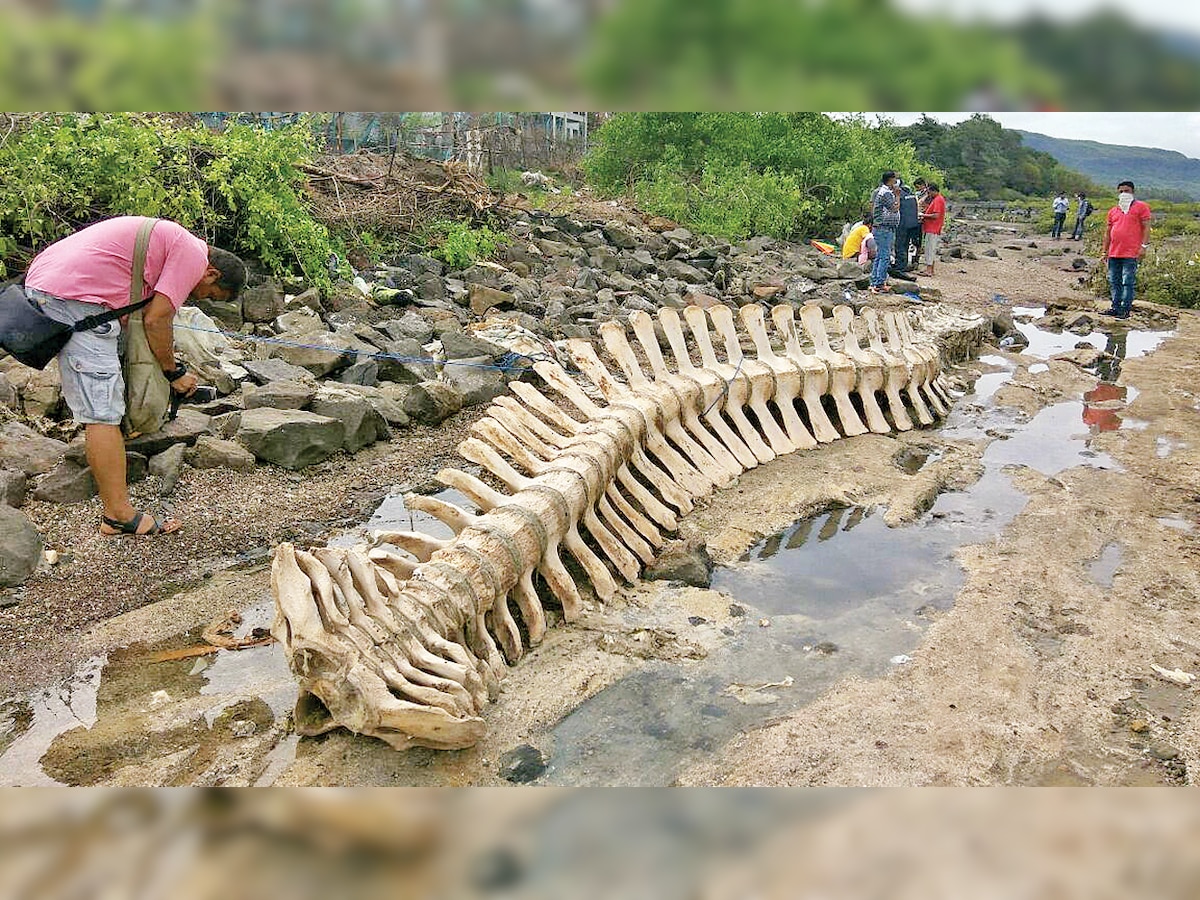 History society to help state mangrove cell set up skeletal frame of 43-ft blue whale for display