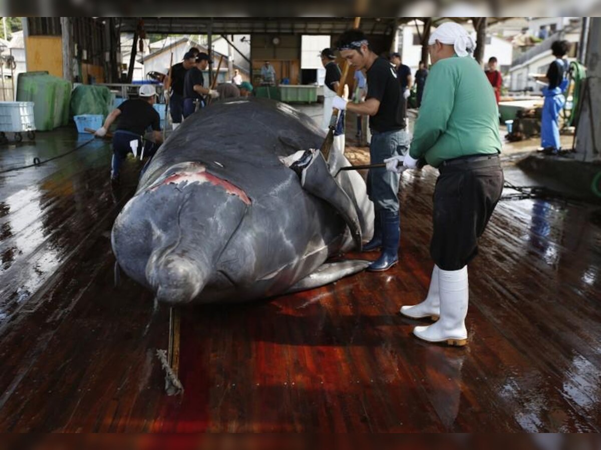 Japan to withdraw from International Whaling Commission, to resume commercial hunting from July 2019